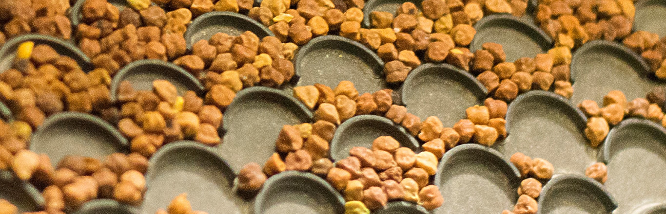 DSP Chickpeas - belt conveyer